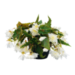 Begonia Tuberhybrida Funky "White" - во саксија Ø18